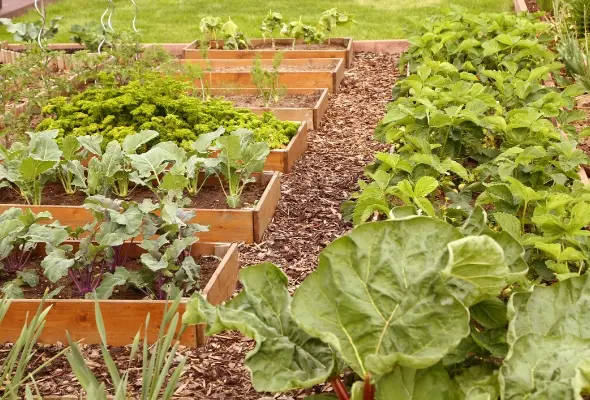 Gueules des bois - Revêtement potager