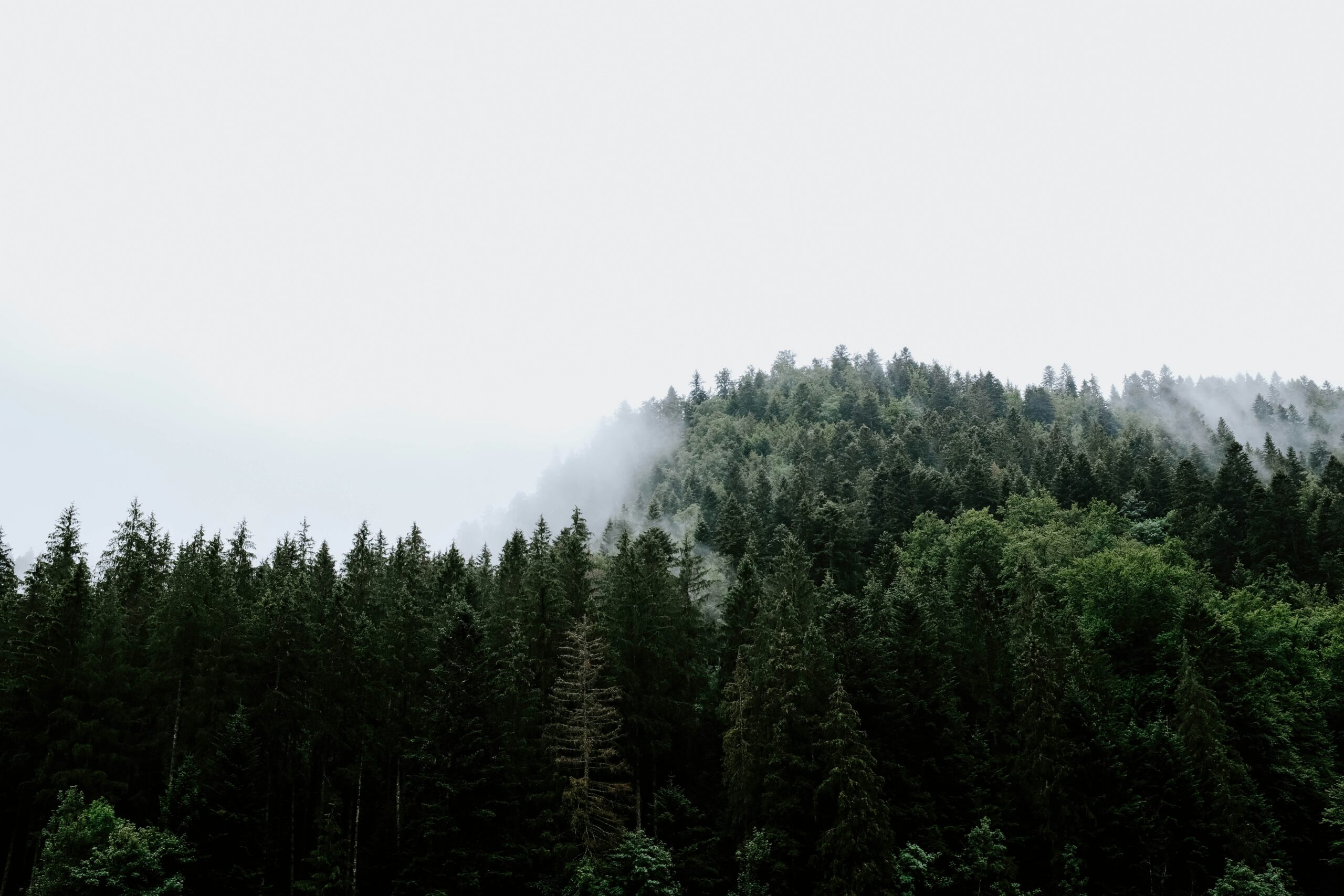 Forêt de sapins